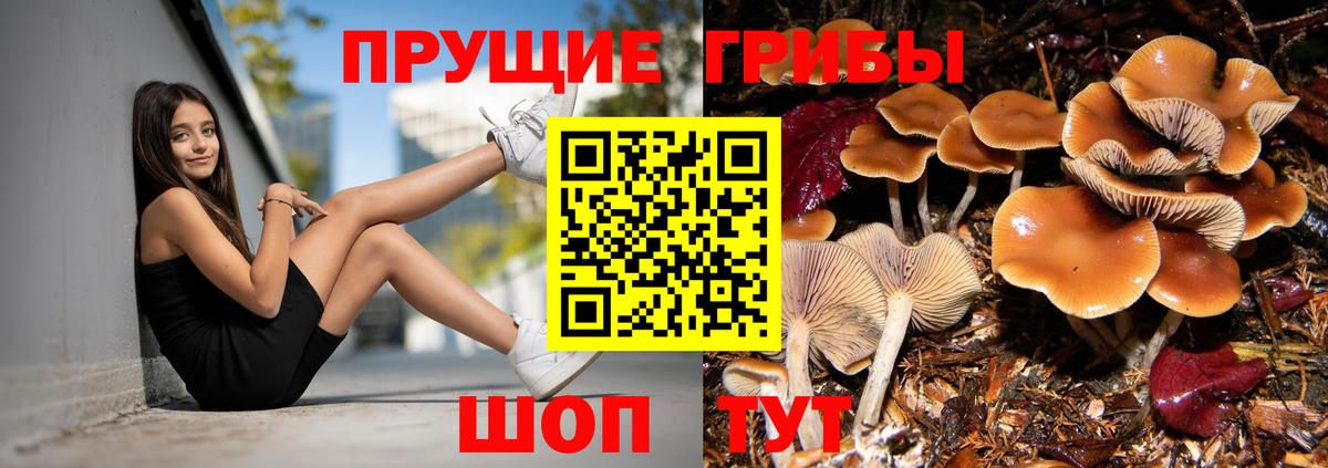 Псилоцибиновые грибы Psilocybe  Вход с VPN  Коммунар  Псилоцибиновые грибы Psilocybine cubensis 